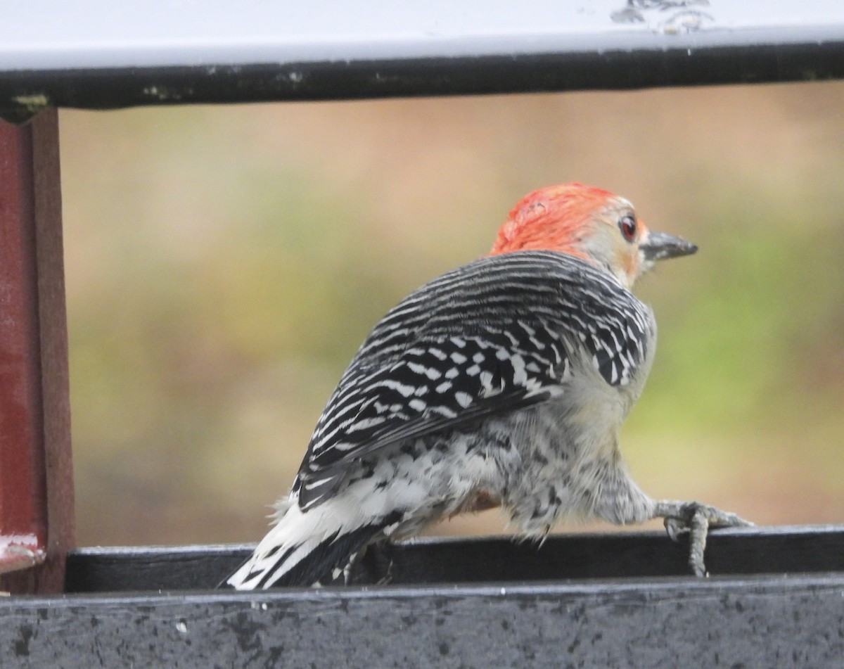 Red-bellied Woodpecker - ML624646541