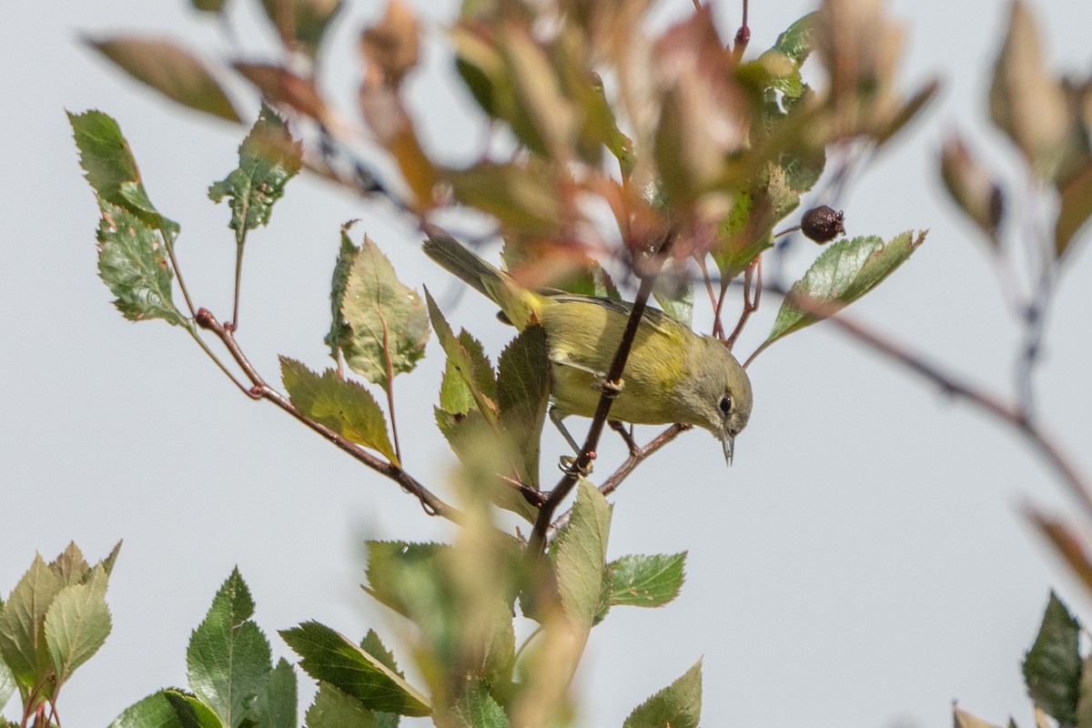 Orange-crowned Warbler - ML624646826