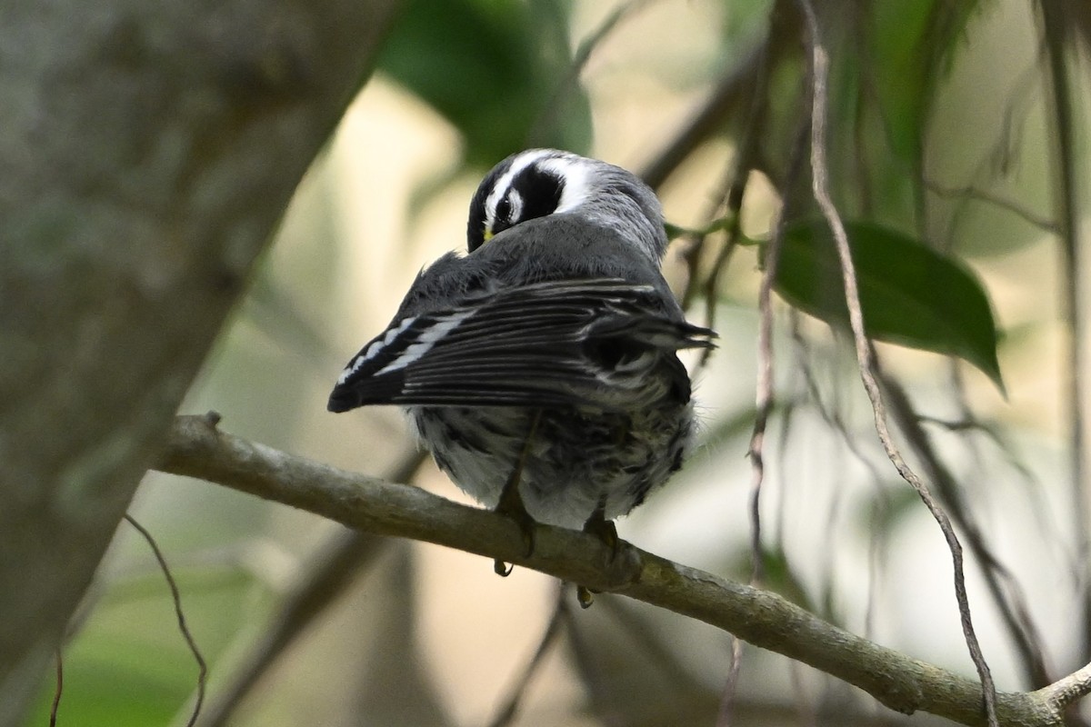 Yellow-throated Warbler - ML624646840