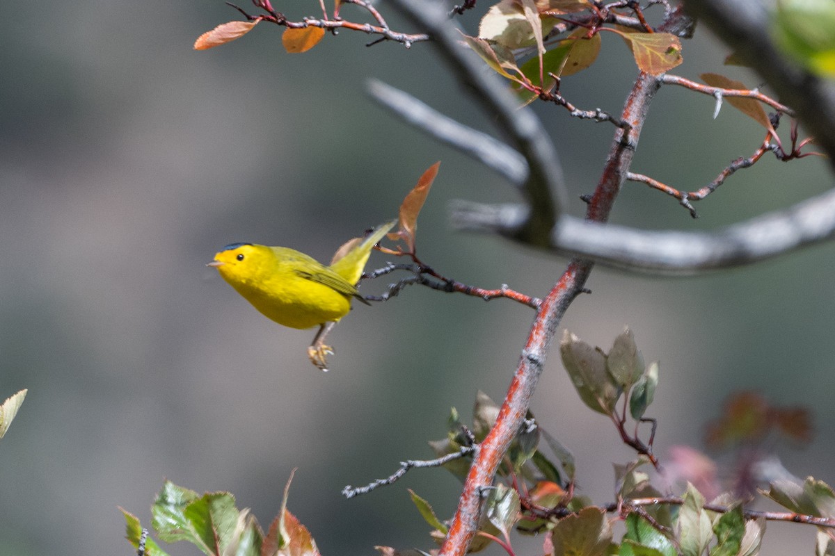 Wilson's Warbler - ML624646893