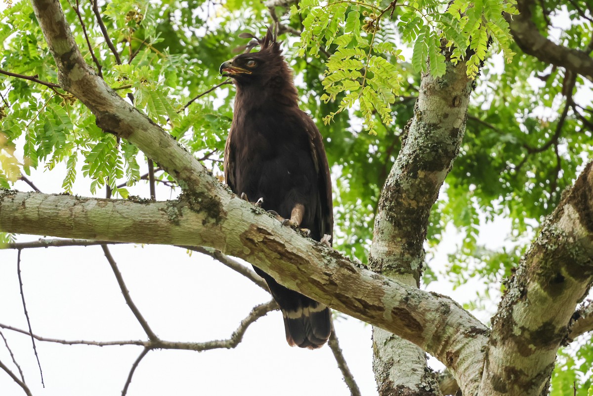 Long-crested Eagle - ML624646966