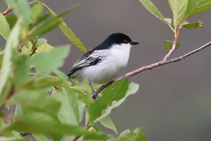 Black-backed Puffback - ML624646969