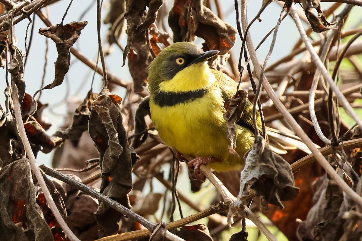 Yellow-throated Apalis - ML624646978