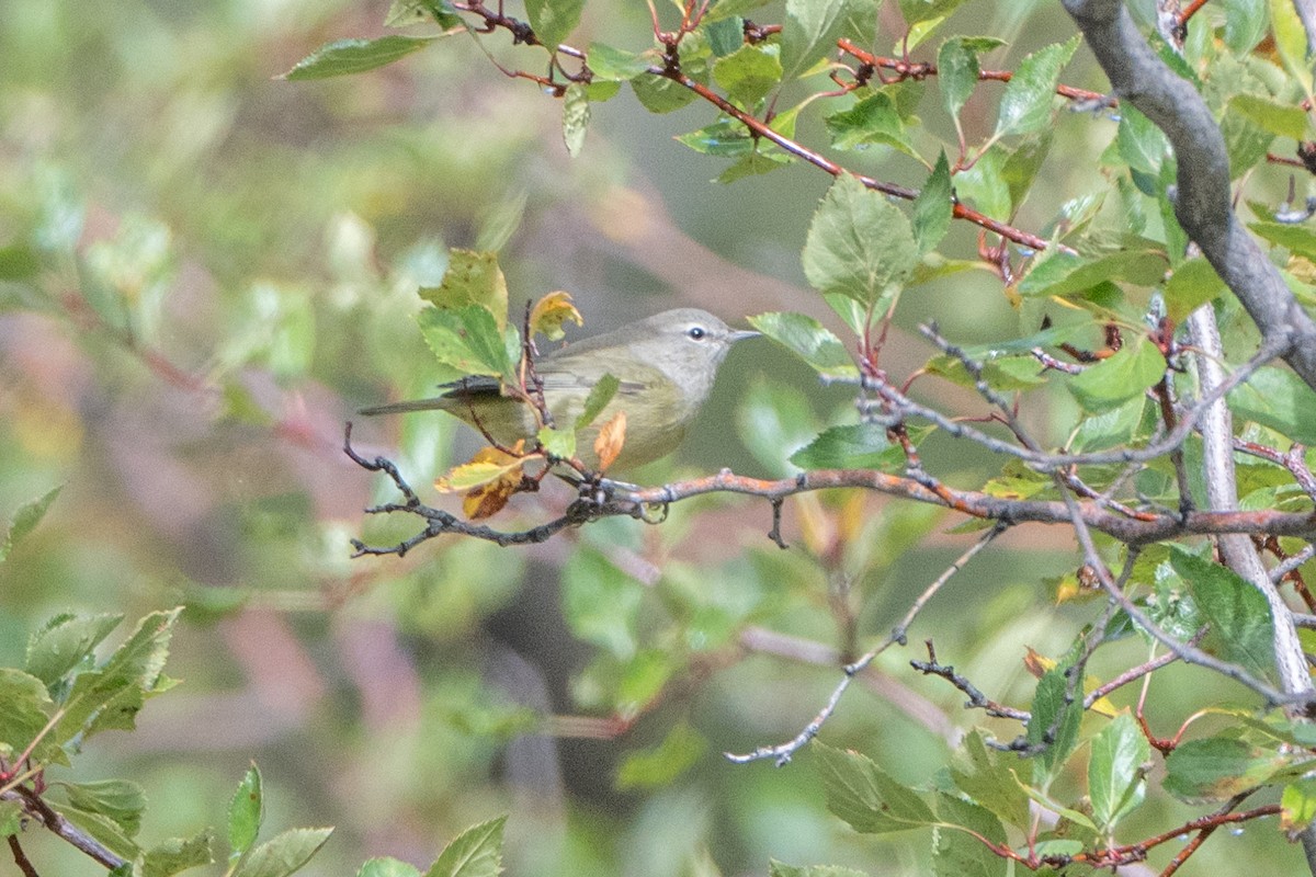 Orange-crowned Warbler - Thomas Schultz