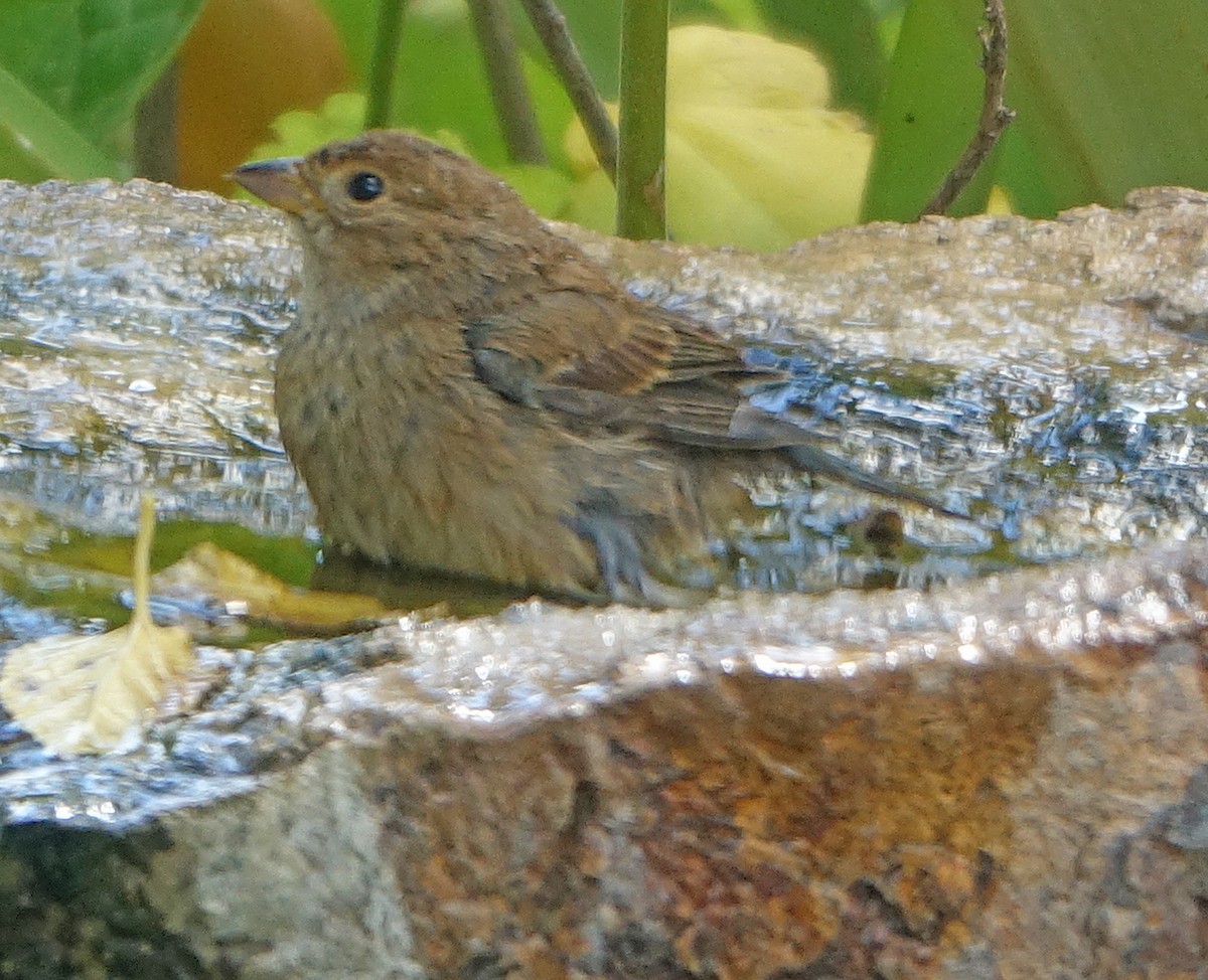 Indigo Bunting - Carolyn Ohl, cc