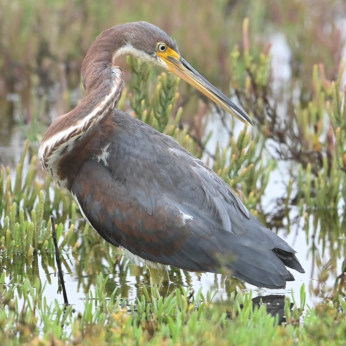 Tricolored Heron - ML624647004