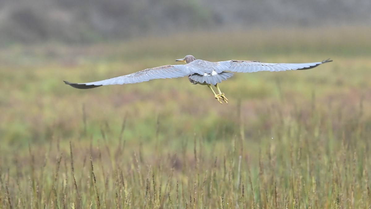 Tricolored Heron - ML624647005