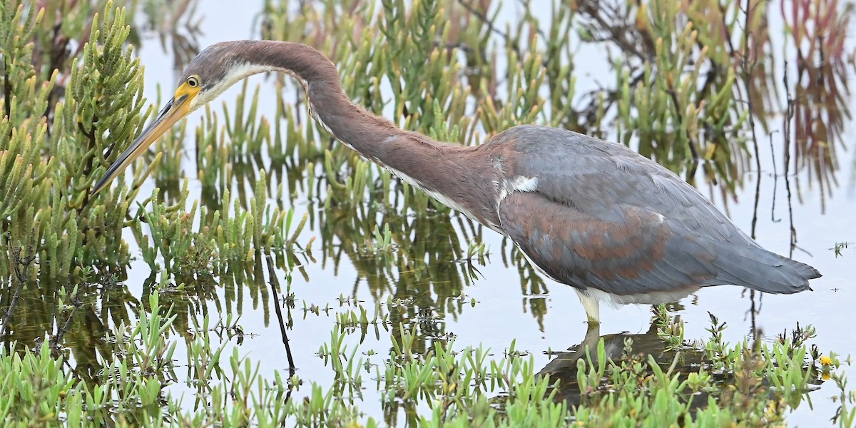 Tricolored Heron - ML624647008