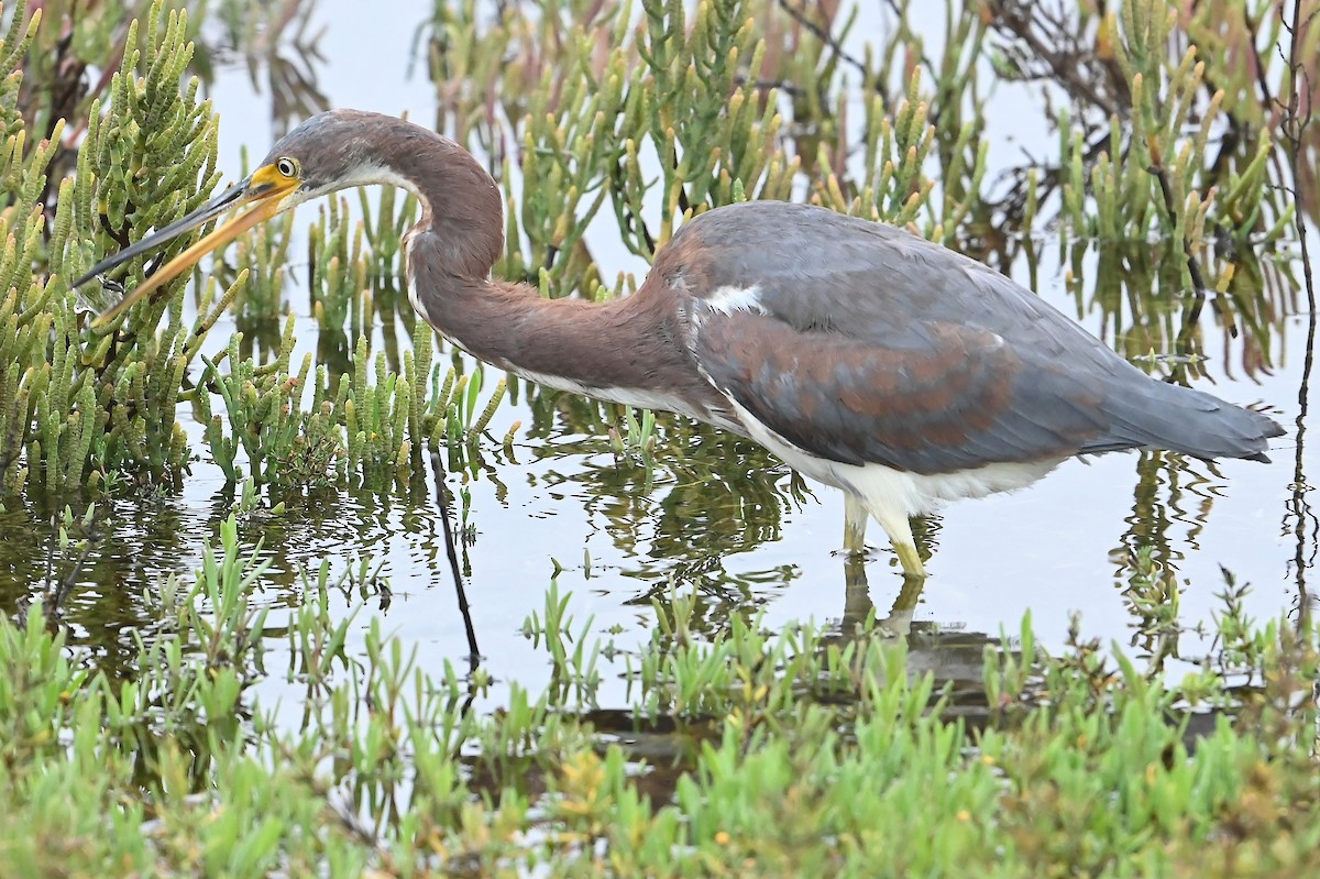 Tricolored Heron - ML624647009