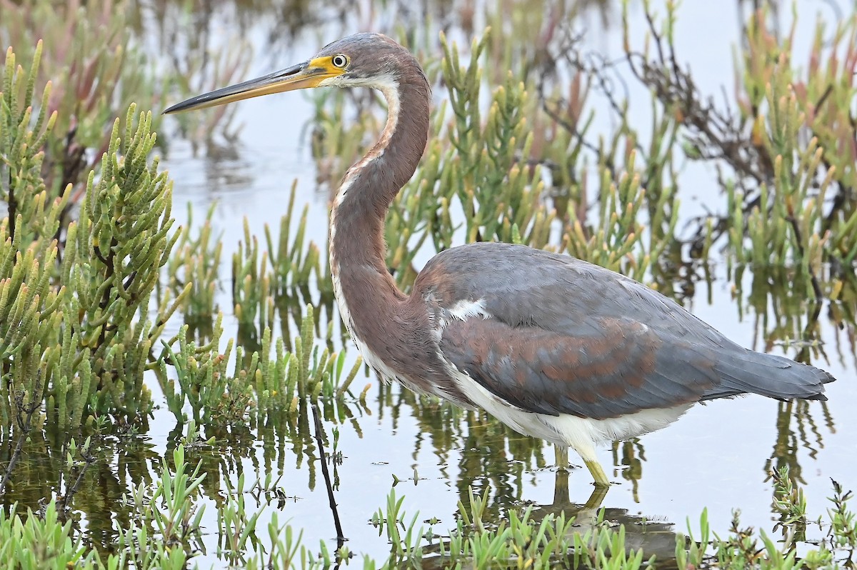 Tricolored Heron - ML624647010