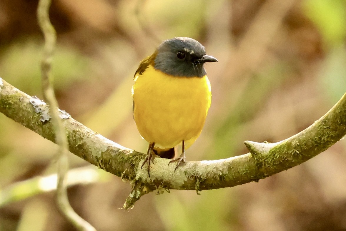 White-starred Robin - ML624647011