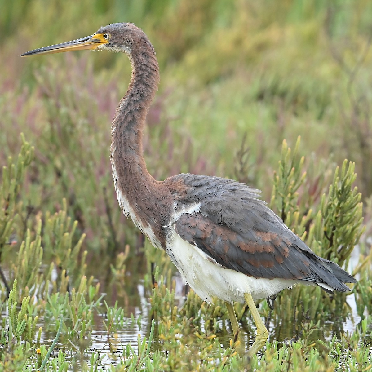 Tricolored Heron - ML624647012