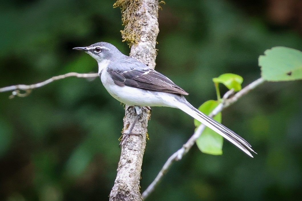 Mountain Wagtail - ML624647035