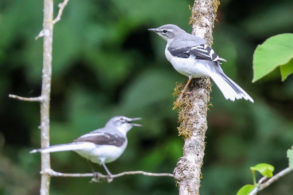 Mountain Wagtail - ML624647036