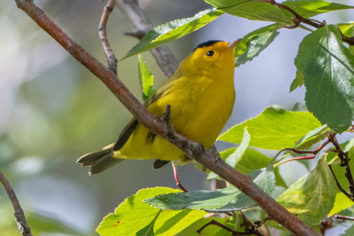 Wilson's Warbler - ML624647056