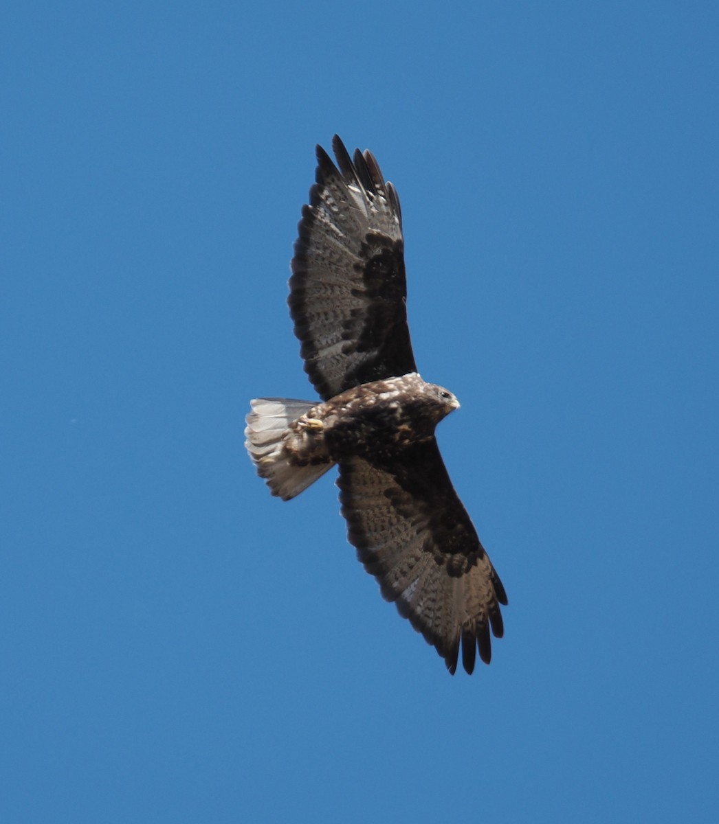 Red-tailed Hawk (Harlan's) - ML624647132