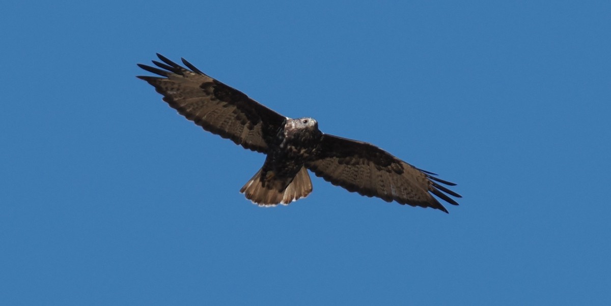 Red-tailed Hawk (Harlan's) - ML624647159