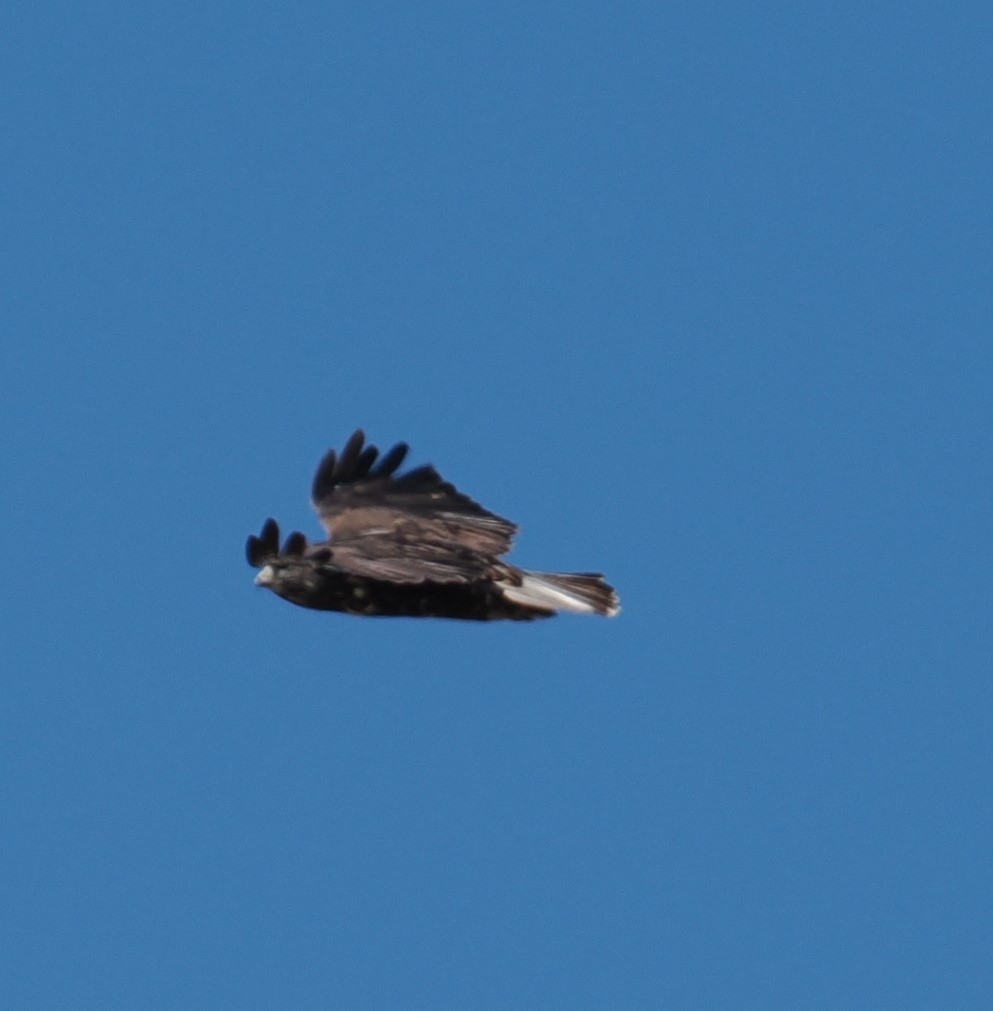 Red-tailed Hawk (Harlan's) - ML624647165