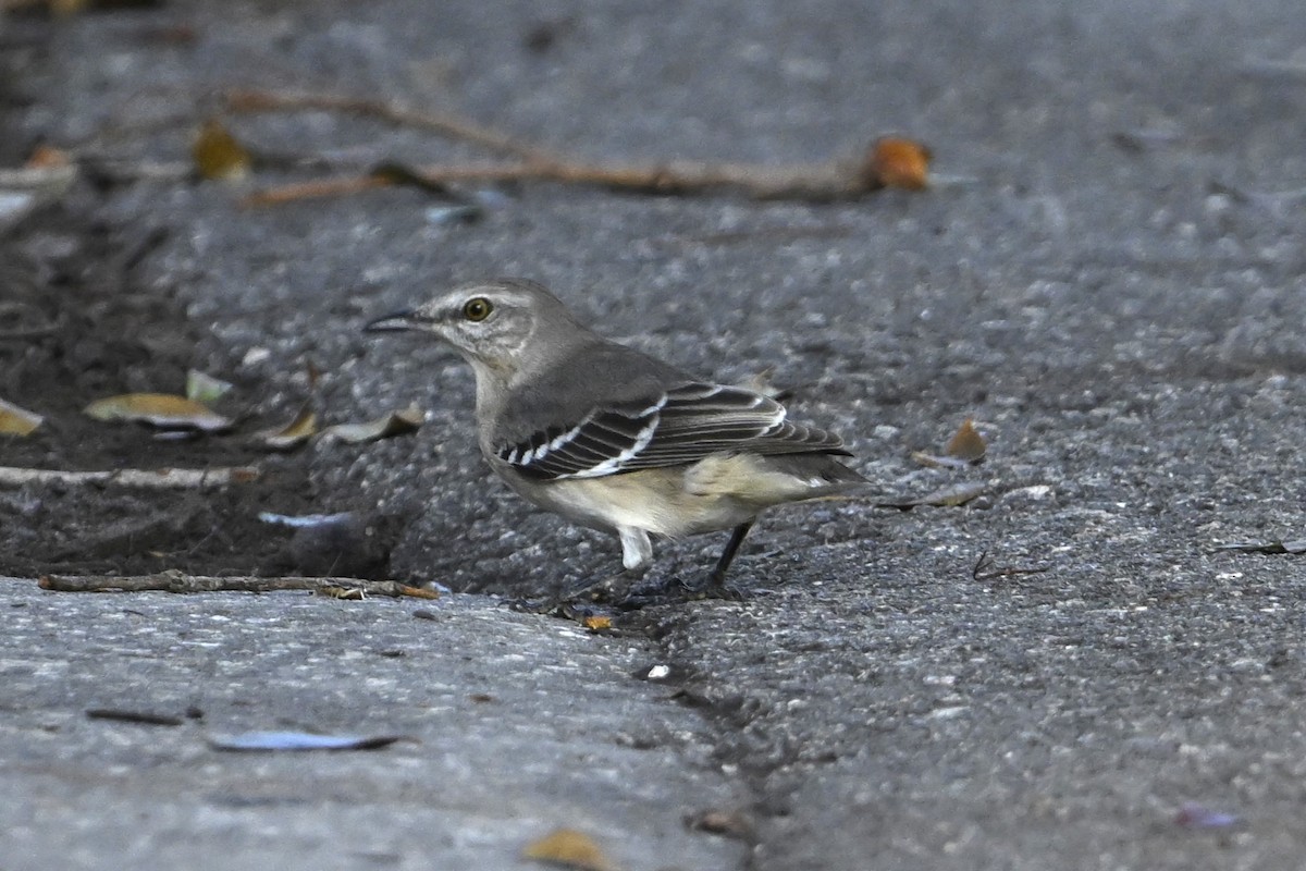 Northern Mockingbird - ML624647214