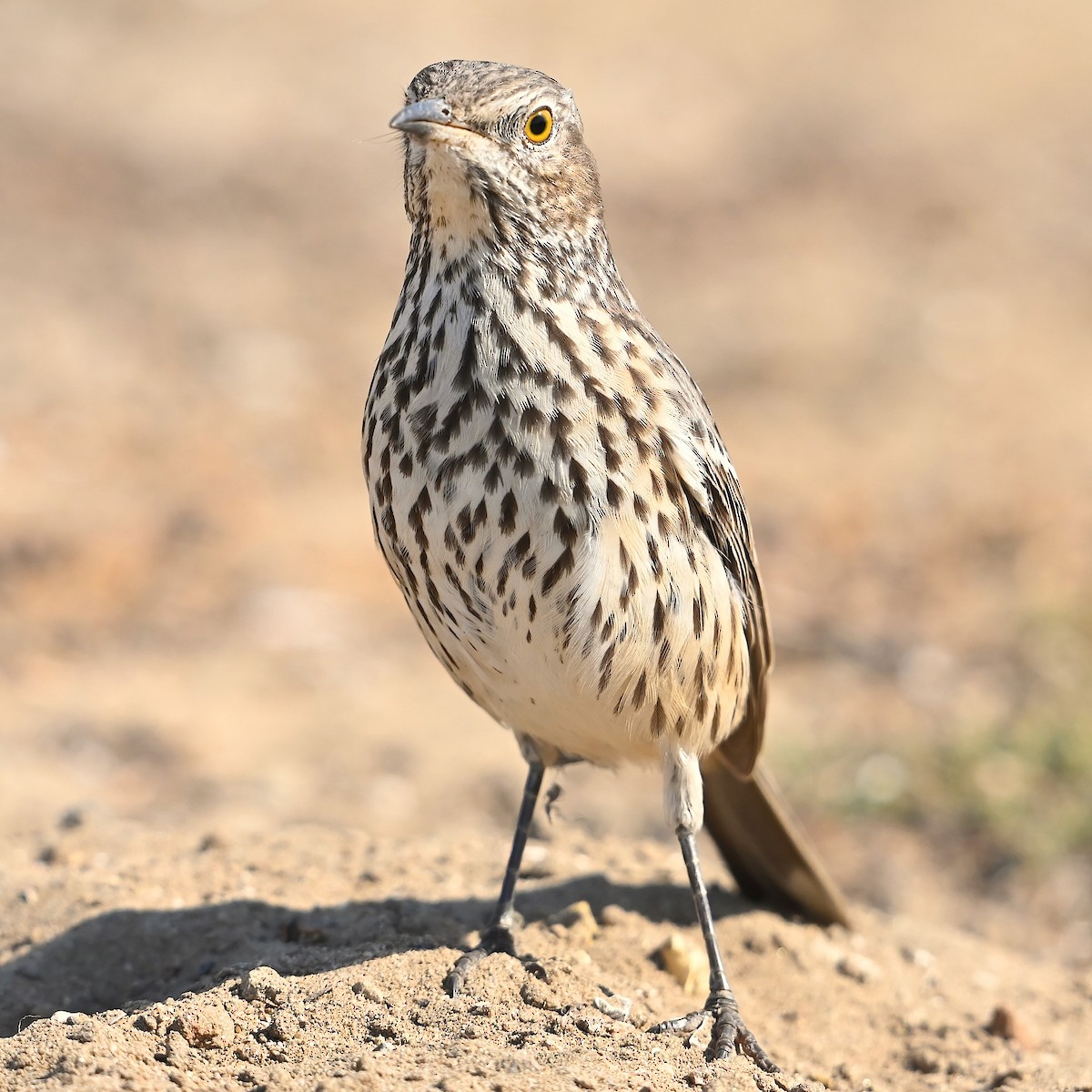 Sage Thrasher - ML624647221