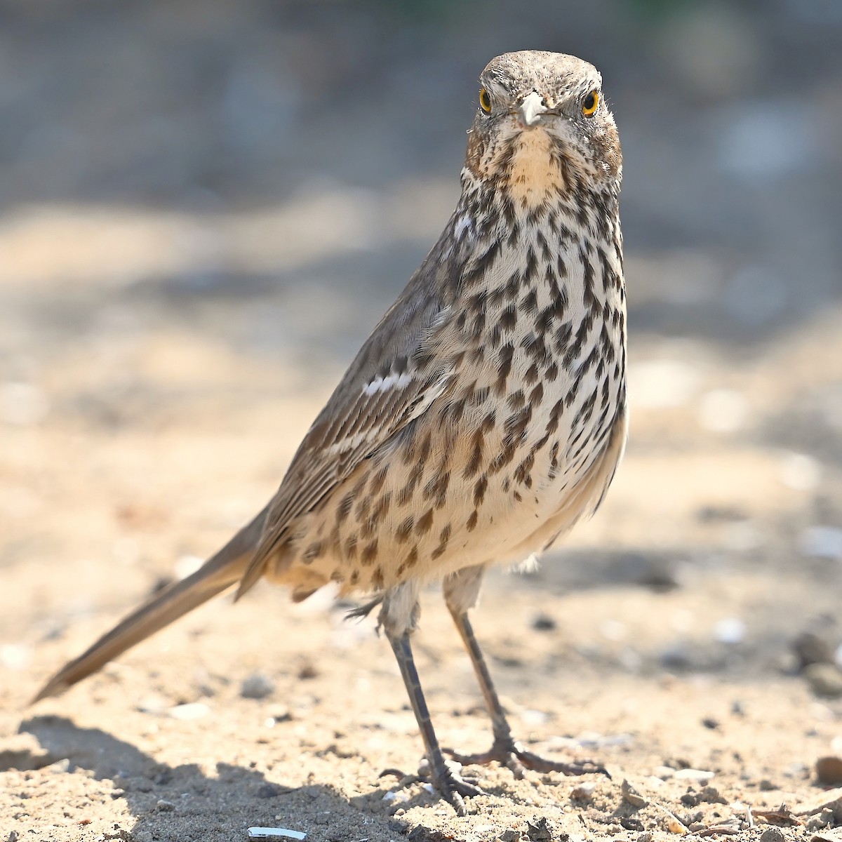 Sage Thrasher - ML624647222