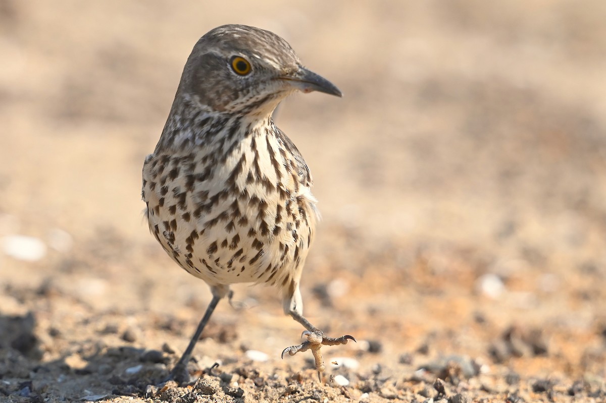 Sage Thrasher - ML624647224