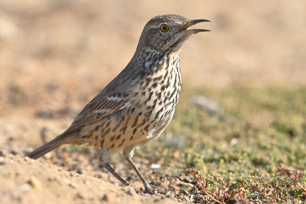 Sage Thrasher - ML624647227
