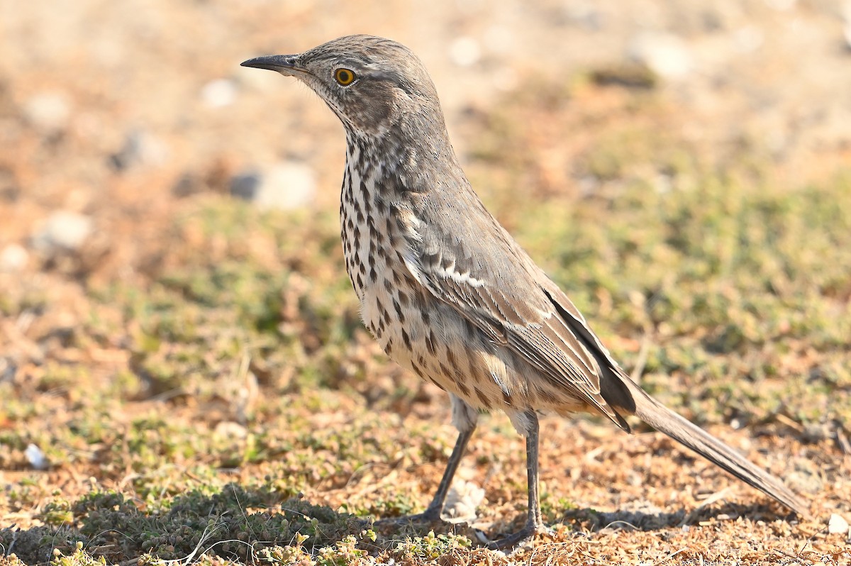 Sage Thrasher - ML624647229