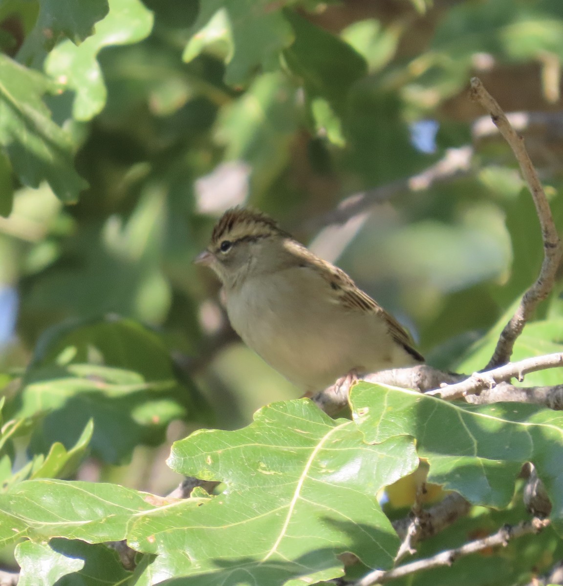 Chipping Sparrow - ML624647334