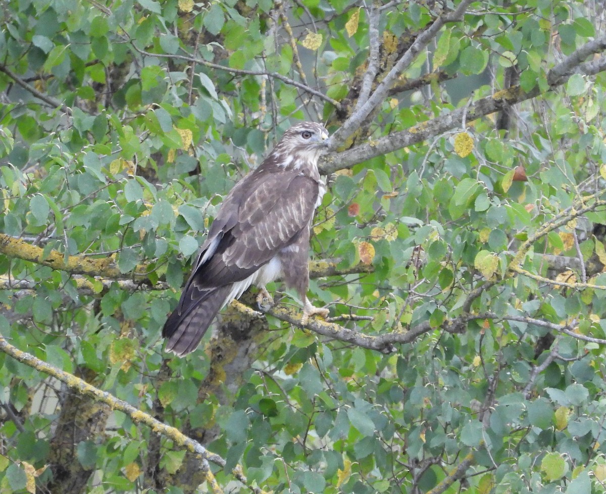 Buse variable - ML624647736