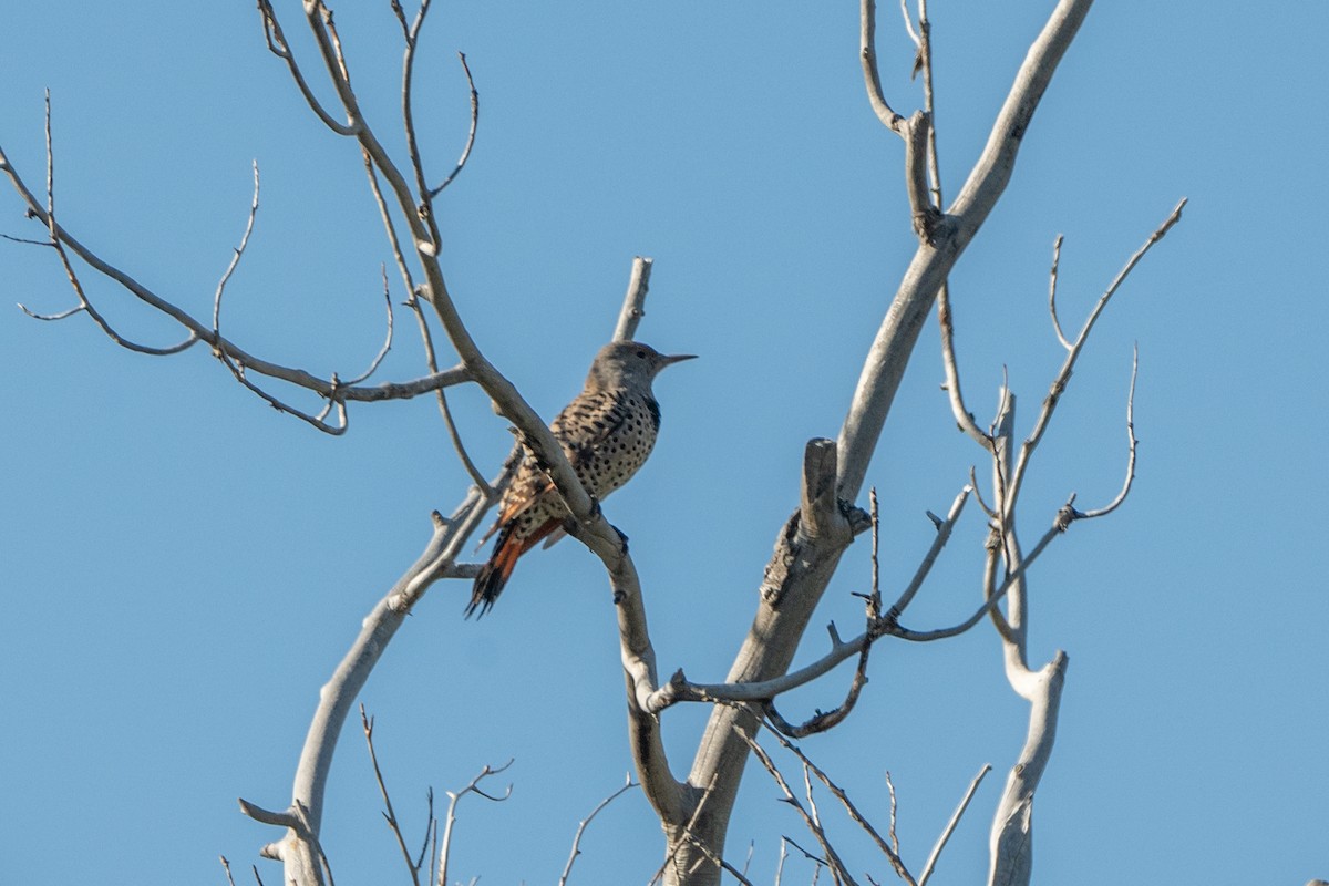 Northern Flicker - ML624647772