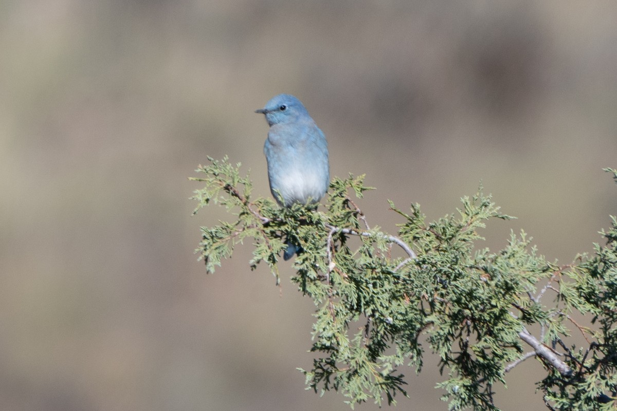 Mountain Bluebird - ML624647778