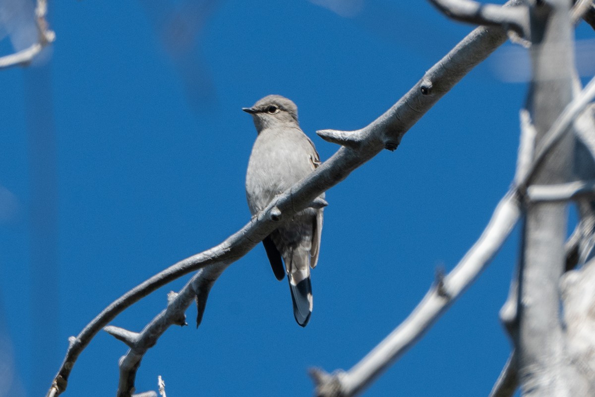 Townsend's Solitaire - ML624647784