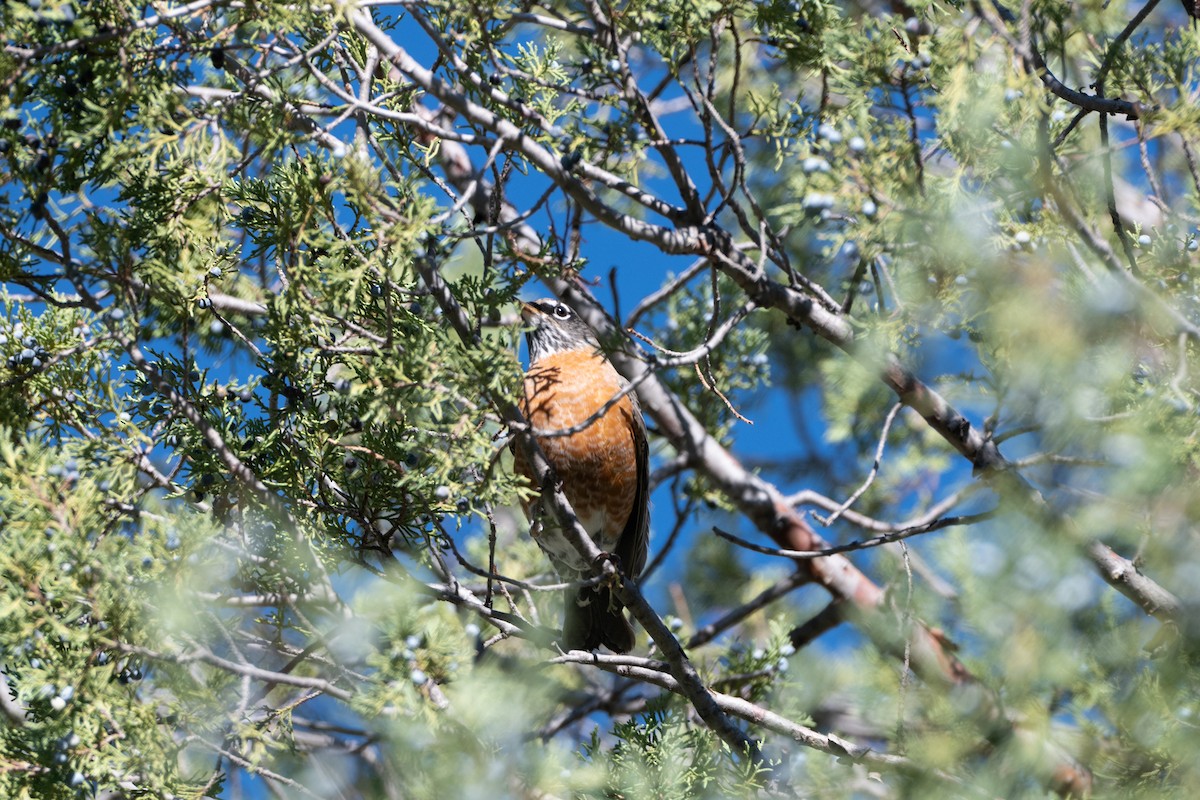 American Robin - ML624647786