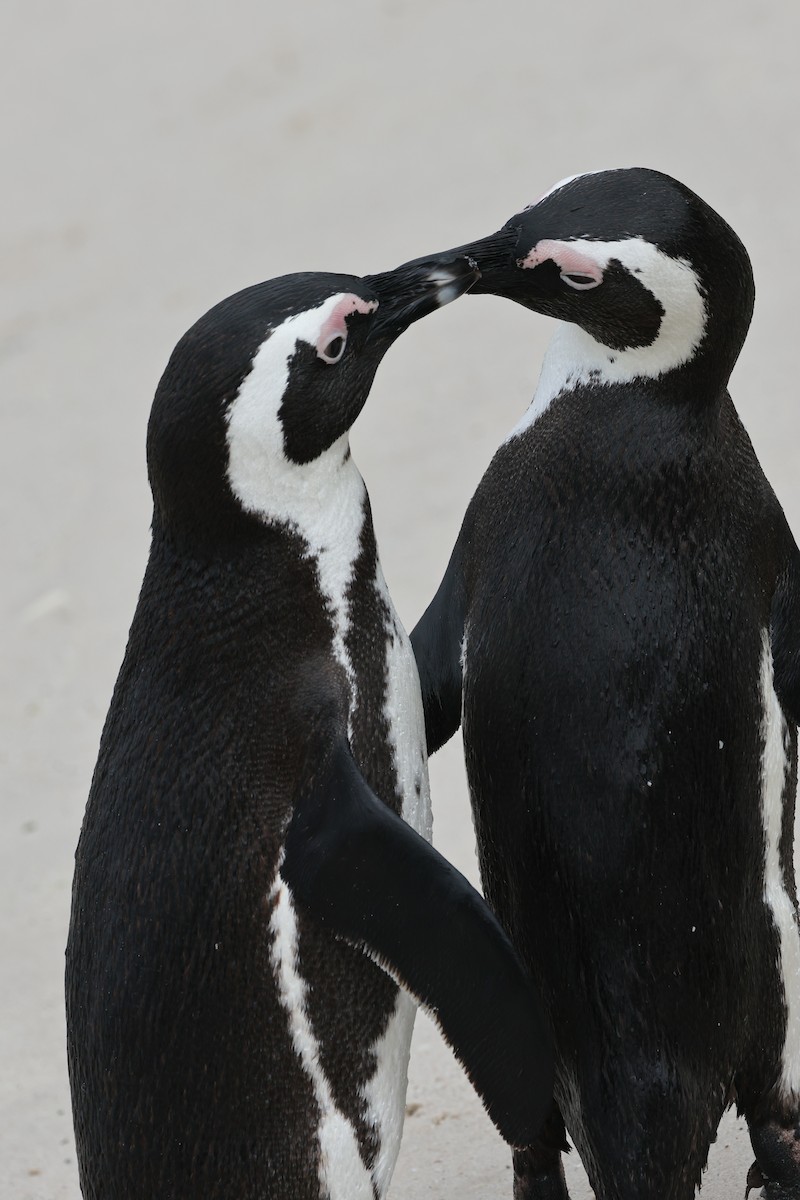 African Penguin - ML624647789