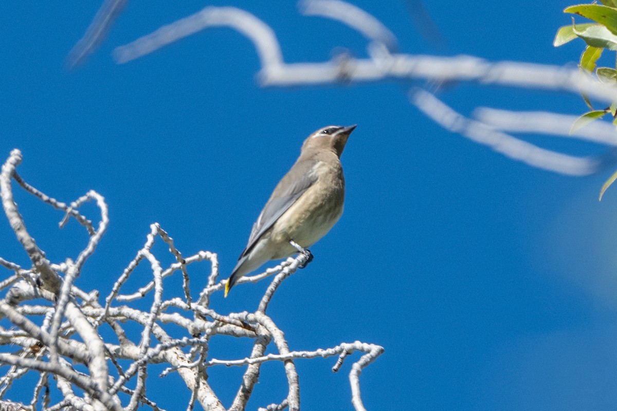 Cedar Waxwing - ML624647792