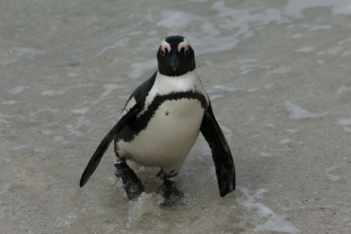 African Penguin - ML624647906