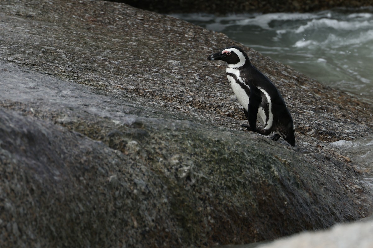 African Penguin - ML624647999