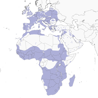 Distribution of the Western Barn Owl - Range Map