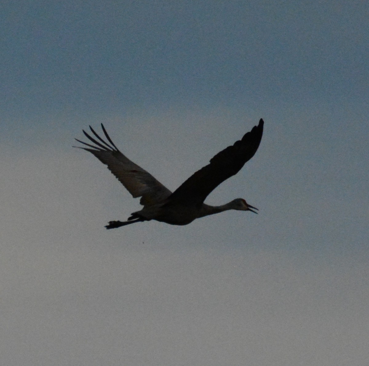 Sandhill Crane - ML624648237