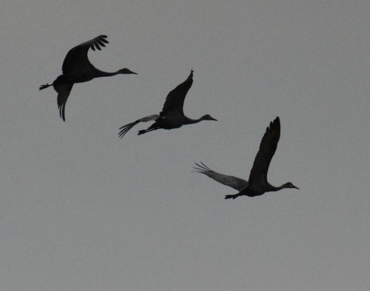 Sandhill Crane - Wency Rosales