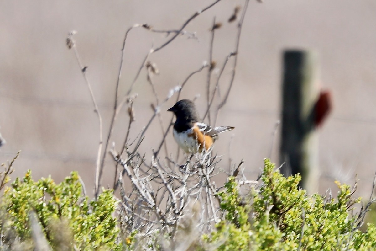 Spotted Towhee - ML624648249
