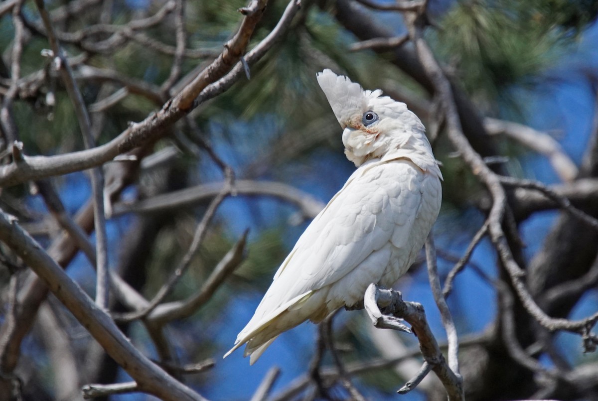 korellakakadu - ML624648304