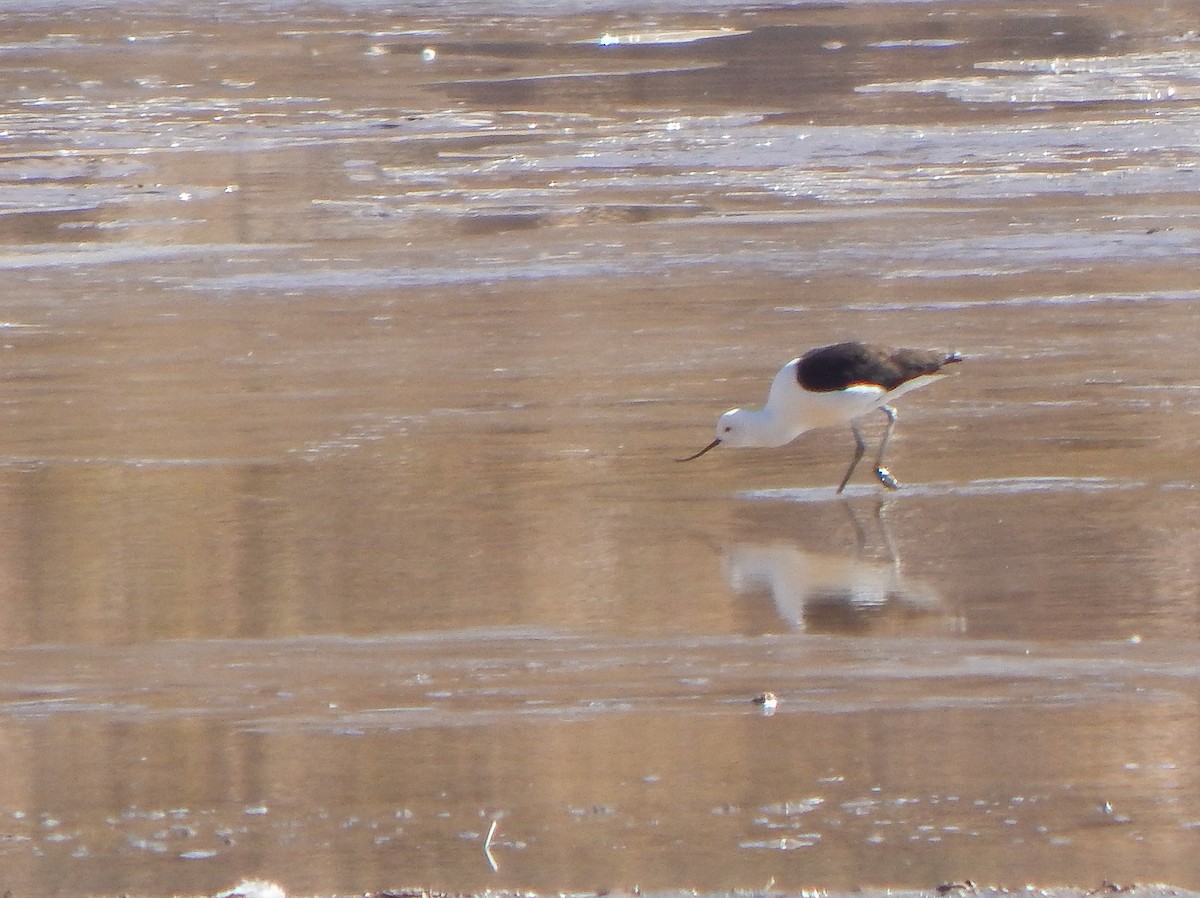 Andean Avocet - ML624648398