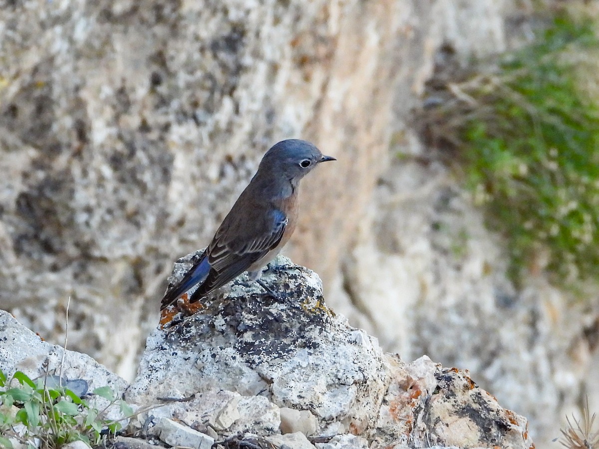 Western Bluebird - Thomas Schultz