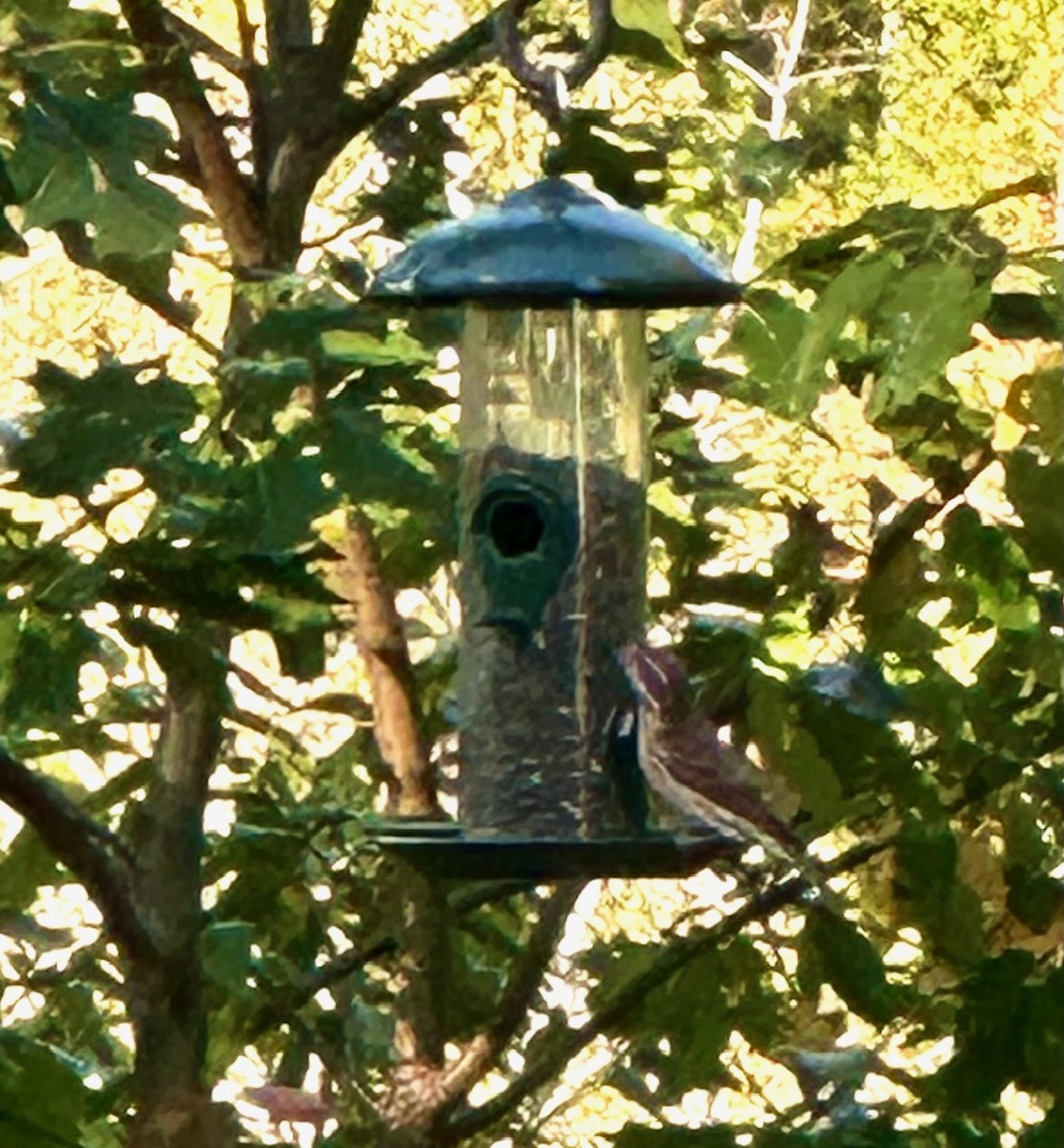 Rose-breasted Grosbeak - ML624648857