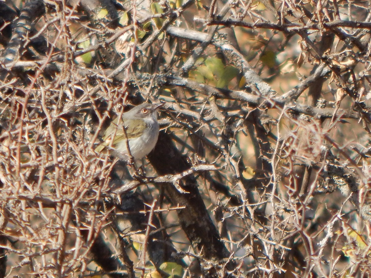 Pearly-vented Tody-Tyrant - ML624649015