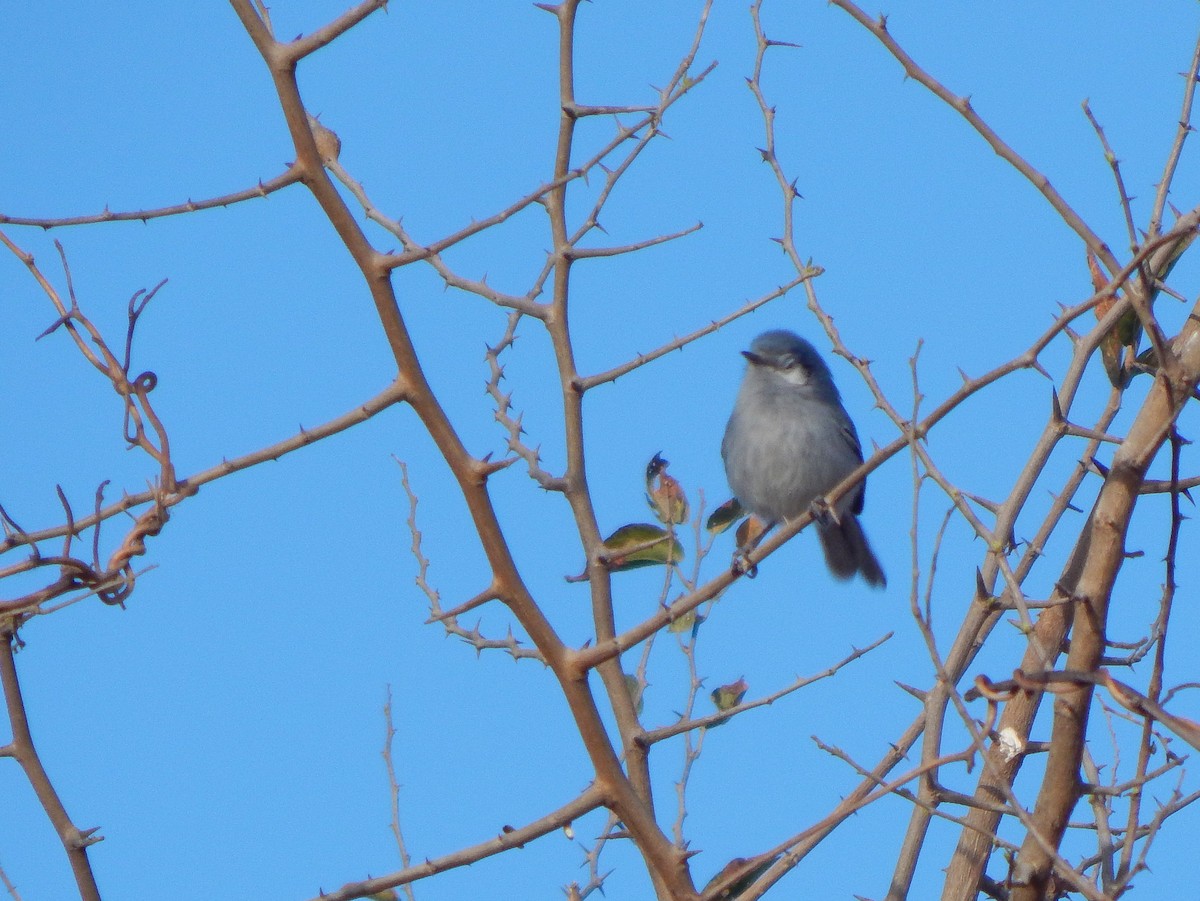 Masked Gnatcatcher - ML624649026