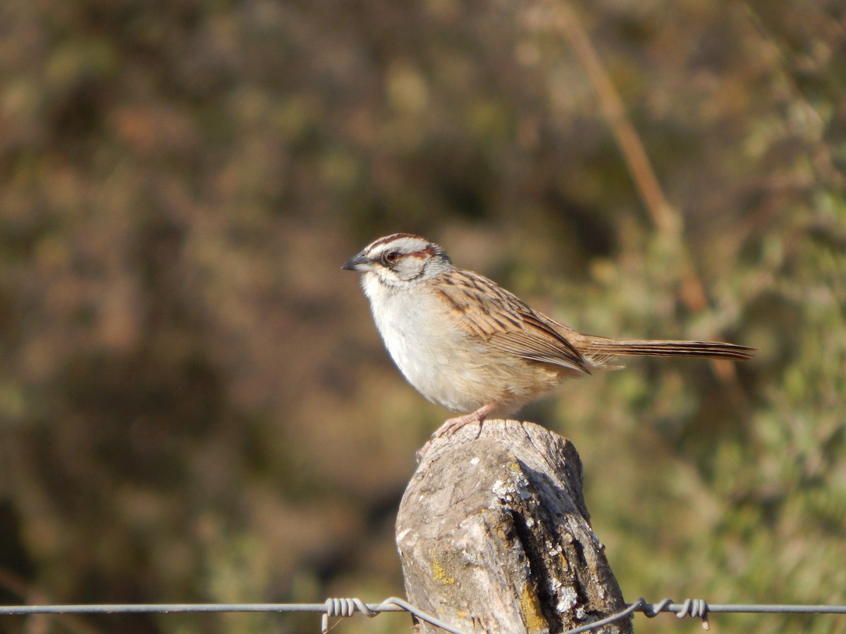 Yungas Sparrow - ML624649054