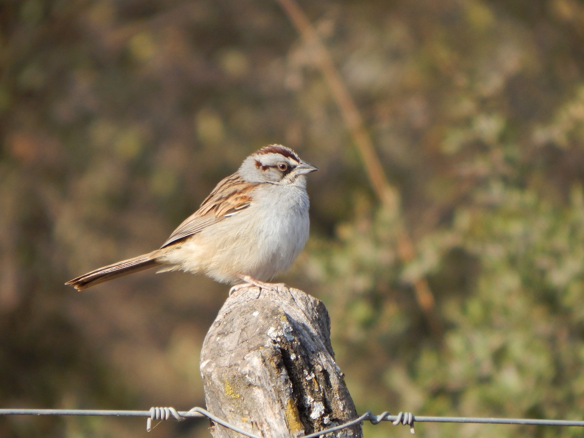 Yungas Sparrow - ML624649055